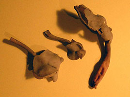 Helvella subglabra.